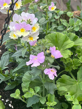 Load image into Gallery viewer, 16” Flat Bar Hanging Basket