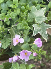 Load image into Gallery viewer, 16” Hanging Basket REFILL