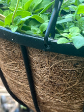 Load image into Gallery viewer, 16” Flat Bar Hanging Basket
