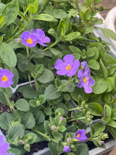 Load image into Gallery viewer, 16” Wire Hanging Basket