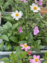 Load image into Gallery viewer, 16” Flat Bar Hanging Basket