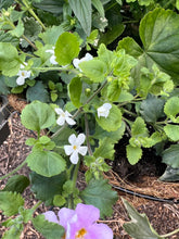 Load image into Gallery viewer, 16” Wire Hanging Basket